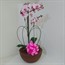 Orquídea Phalaenopsis Rosa no cachepot de Polietileno